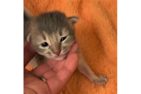 成約済の大阪府のソマリ-6456の2枚目